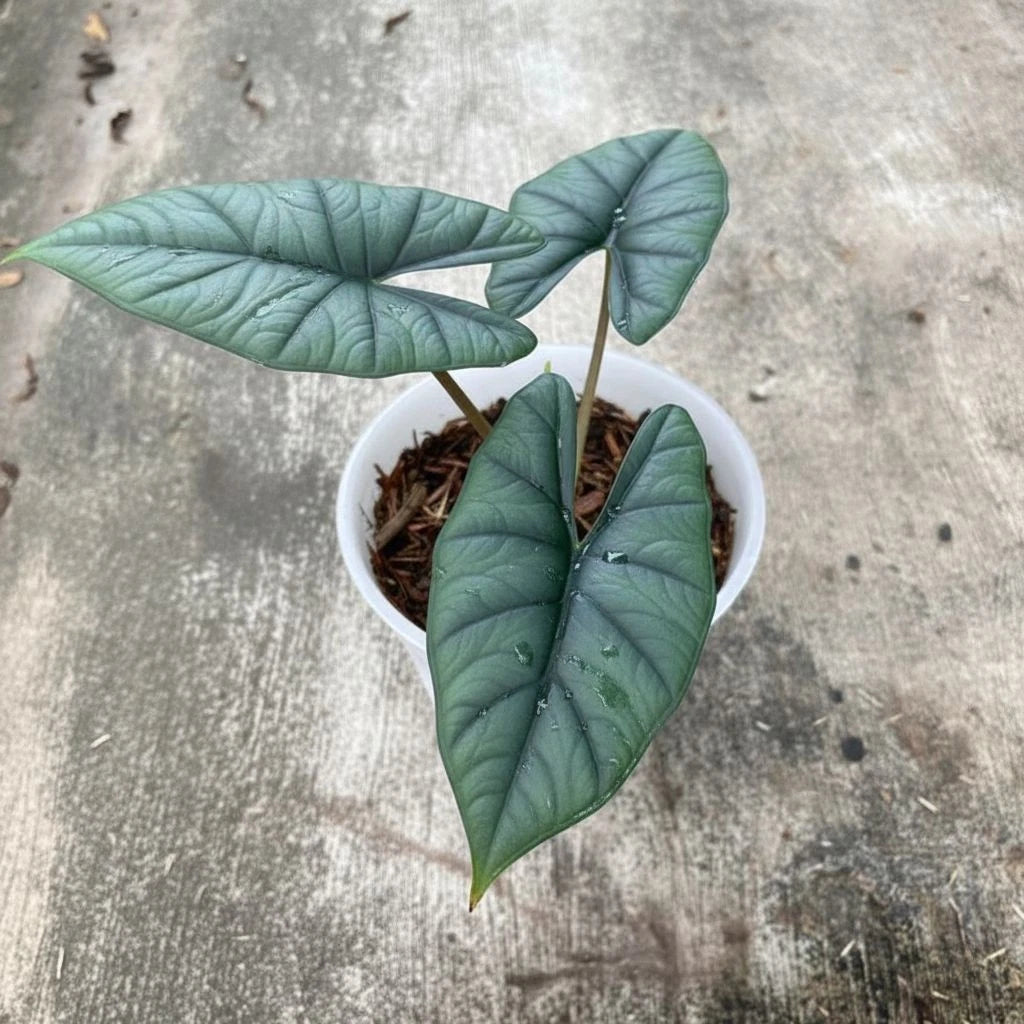 Alocasia Bhisma - Rare & Architectural Tropical Collector's Plant