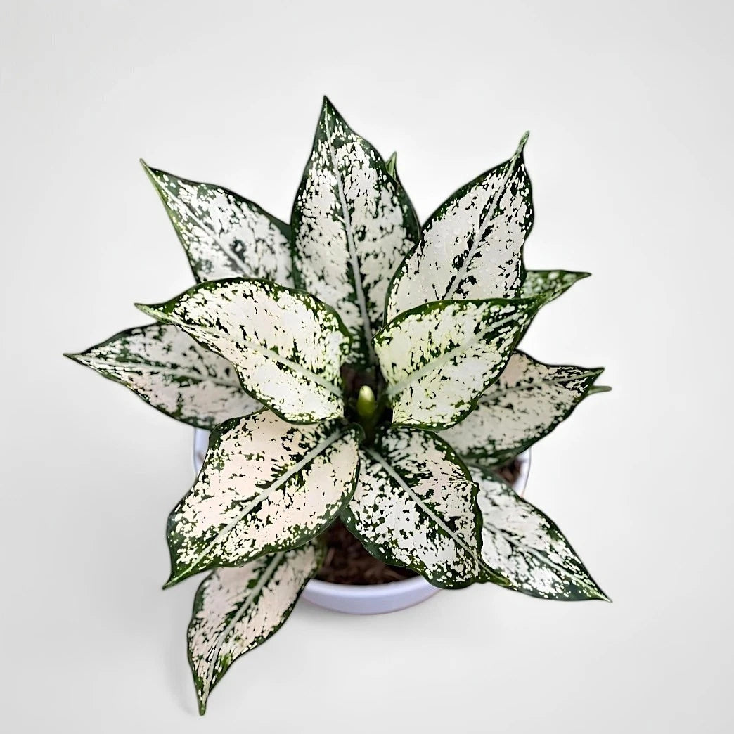 Aglaonema 'Super White' - Elegant & Luminous Foliage