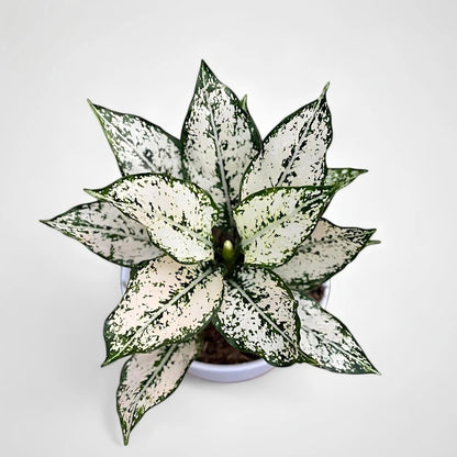 Aglaonema 'Super White' - Elegant & Luminous Foliage