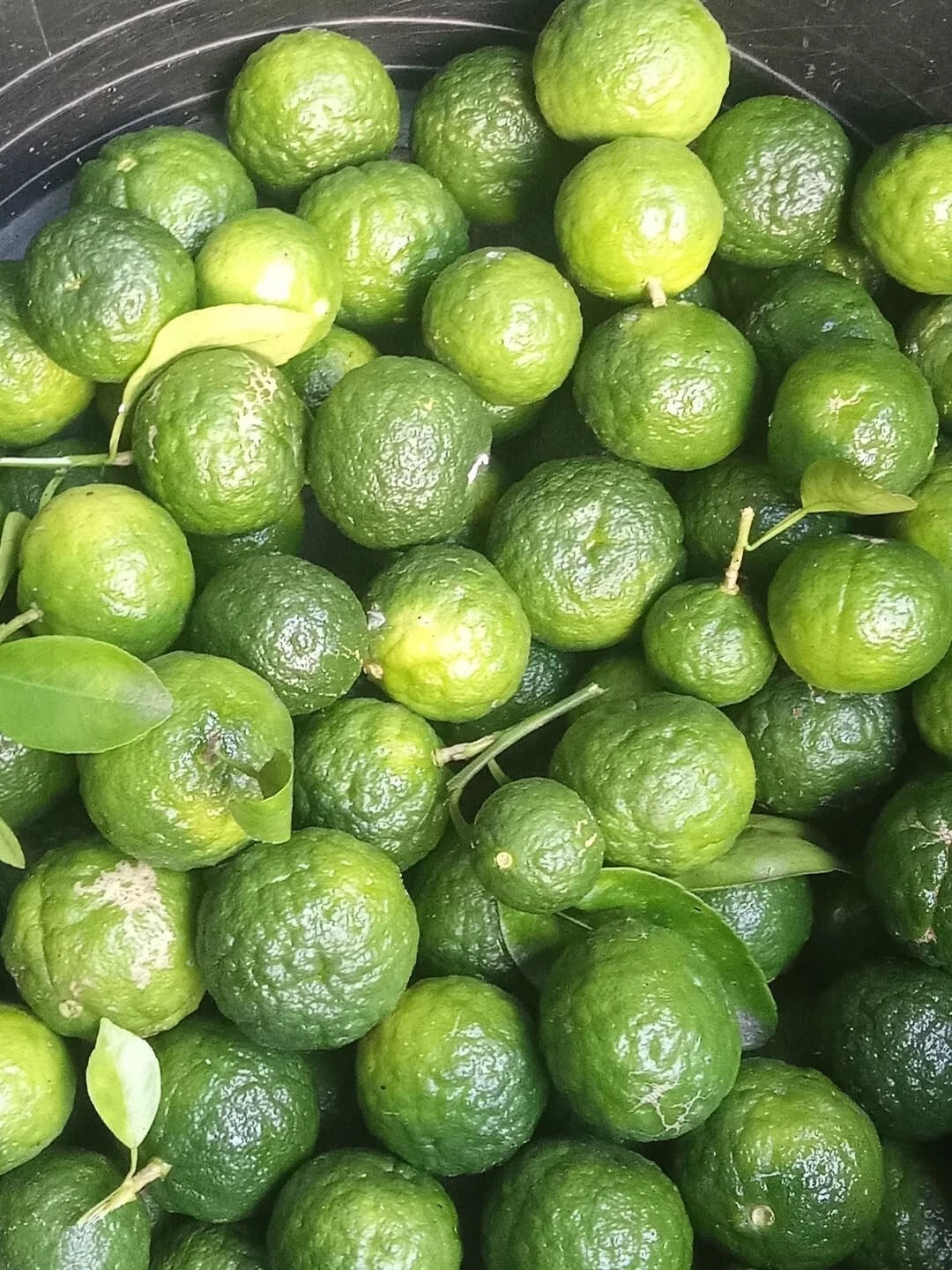 100+ Citrus Lime Seeds (Citrus amblycarpa / Lemon Cui / Kalamansi Relative) – Premium Exotic Citrus Tree & Orchard Seeds for Planting