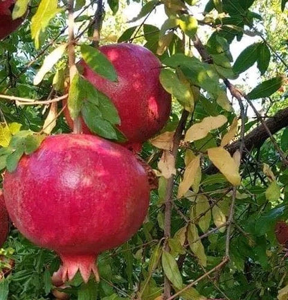 Bulk Hicaz Pomegranate Seeds (Punica granatum 'Hicaz') – 100+ Premium Fresh Rare Turkish Sweet-Tart Pomegranate Seeds for Planting