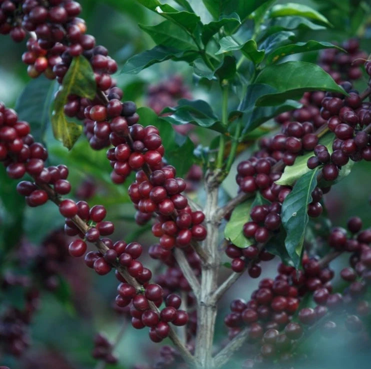 Bourbon Purple Coffee (Coffea arabica) – 120 Premium Certified Heirloom Seeds