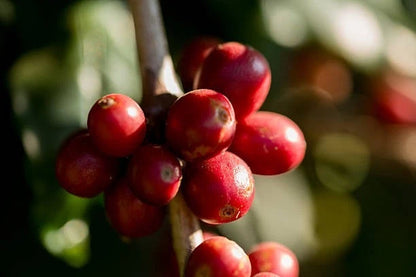 Esperanza Especial Coffee Seeds (Coffea arabica var. Esperanza Especial) – Premium Certified High-Yield Specialty Gourmet Coffee Bean Seeds for Planting (2000+ Pcs)