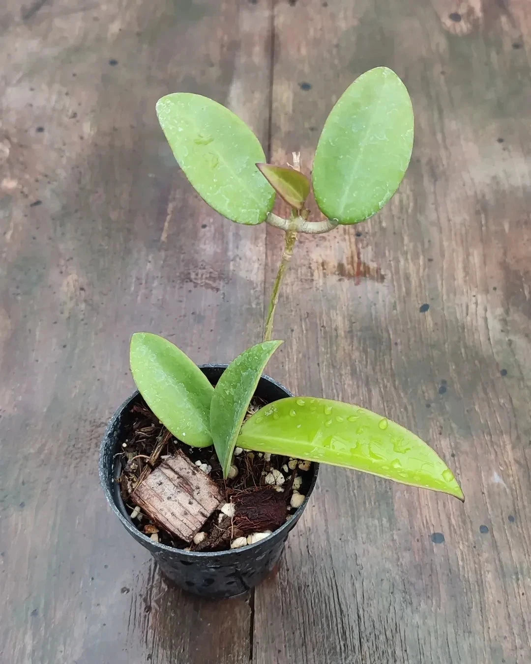 Hoya Haiphong - Rare & Exotic Tropical Wax Plant