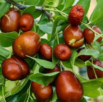 Chinese Jujube Seeds 120+ pcs (Ziziphus ziziphus) – Premium Certified Chinese Date / Red Date Fruit Tree Plant Seeds for Planting