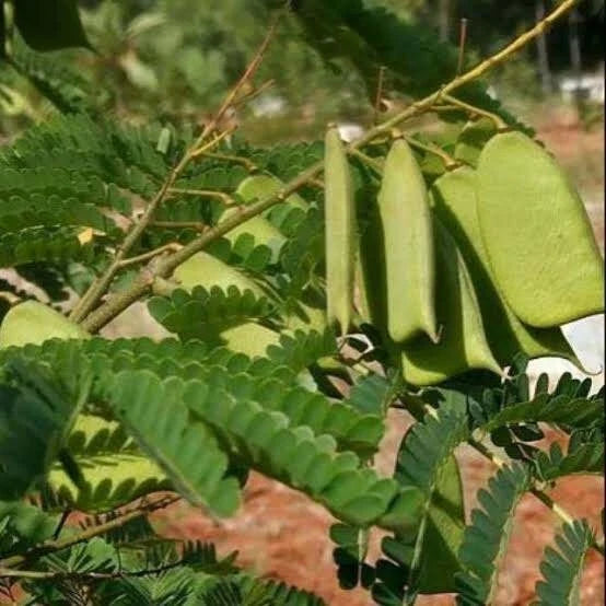 Sappan Wood Tree Seeds (Caesalpinia sappan / 100+ Rare Medicinal & Dye Wood Seeds) – Premium Exotic Botanical Plant Seeds for Planting
