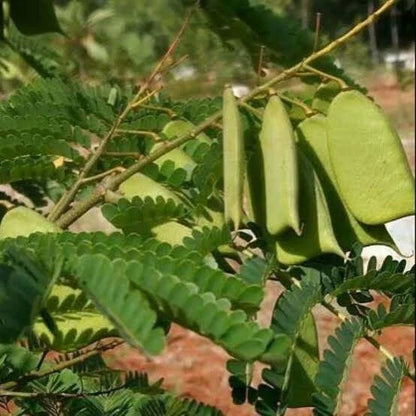 Sappan Wood Tree Seeds (Caesalpinia sappan / 100+ Rare Medicinal & Dye Wood Seeds) – Premium Exotic Botanical Plant Seeds for Planting