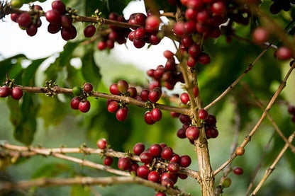 Villa Sarchi Coffee 300+ Seeds (Coffea arabica var. Villa Sarchi) – Bulk Heirloom Specialty Coffee Beans for Planting and Cultivation