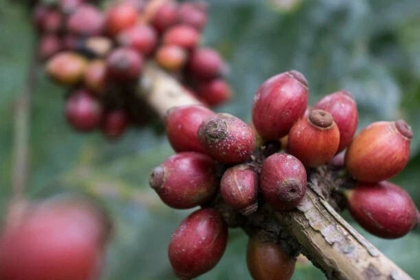 Liberica Coffee Seeds 5000+ pcs (Coffea liberica) – Premium Certified Large-Leaf Exelsa Coffee Tree Plant Seeds for Planting