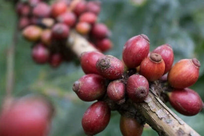 Liberica Coffee Seeds 5000+ pcs (Coffea liberica) – Premium Certified Large-Leaf Exelsa Coffee Tree Plant Seeds for Planting