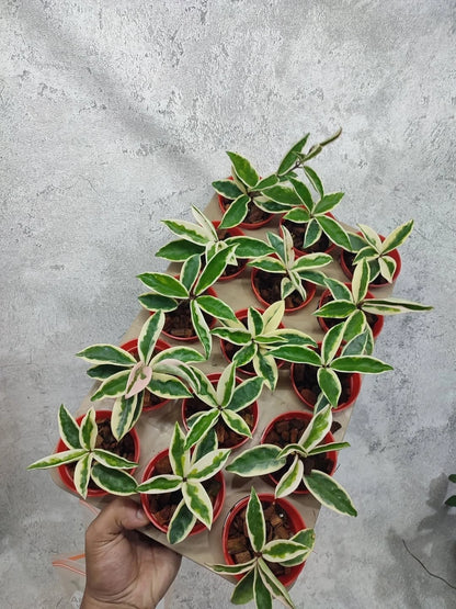 Stunning Hoya Carnosa Suzie Q – Rare Tropical Indoor & Outdoor Wax Plant