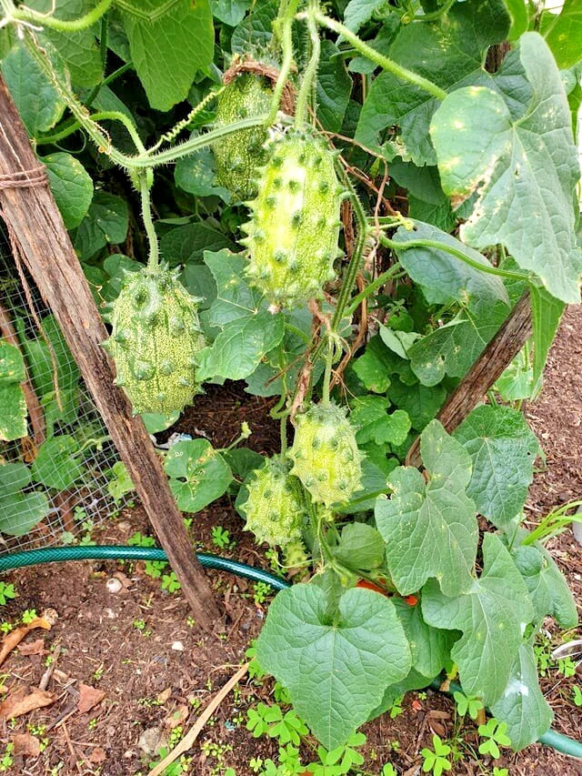 Kiwano Melon Seeds (Cucumis metuliferus) – 50+ Premium Rare Exotic Horned Melon / Jelly Melon Seeds for Planting