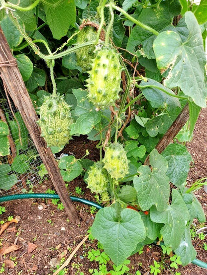 Kiwano Melon Seeds (Cucumis metuliferus) – 50+ Premium Rare Exotic Horned Melon / Jelly Melon Seeds for Planting