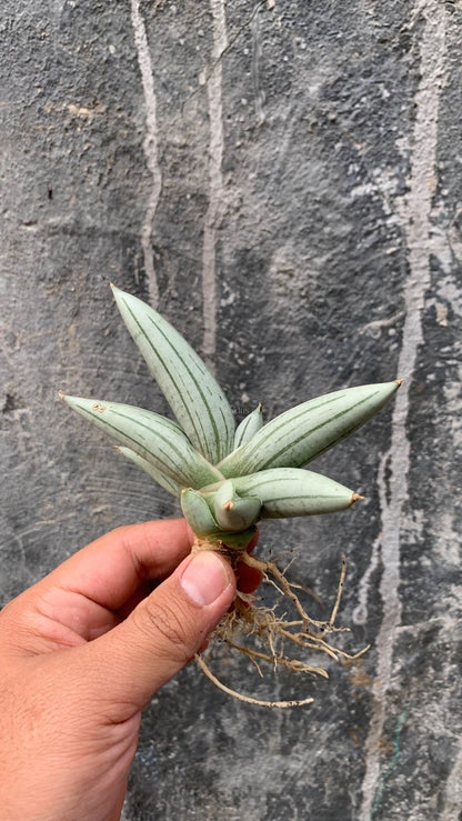 Sansevieria 'White Rhino' – Rare Architectural Snake Plant