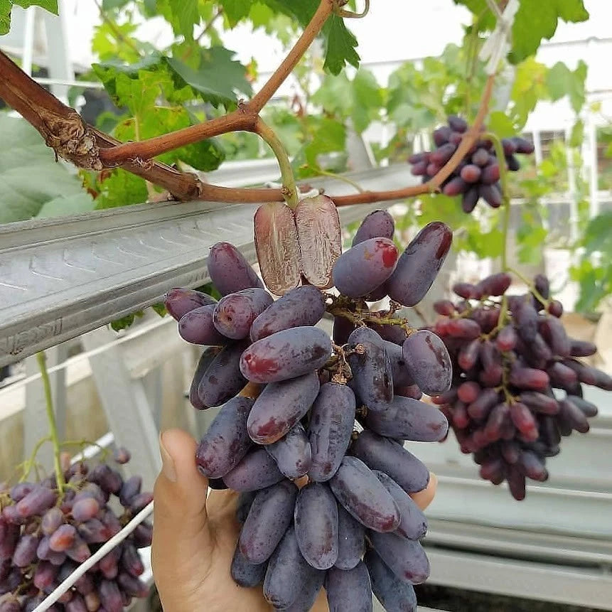 Giovanni Grape Seeds (Vitis vinifera) – Premium Certified Sweet Table Grape Fruit Vine Seeds for Planting