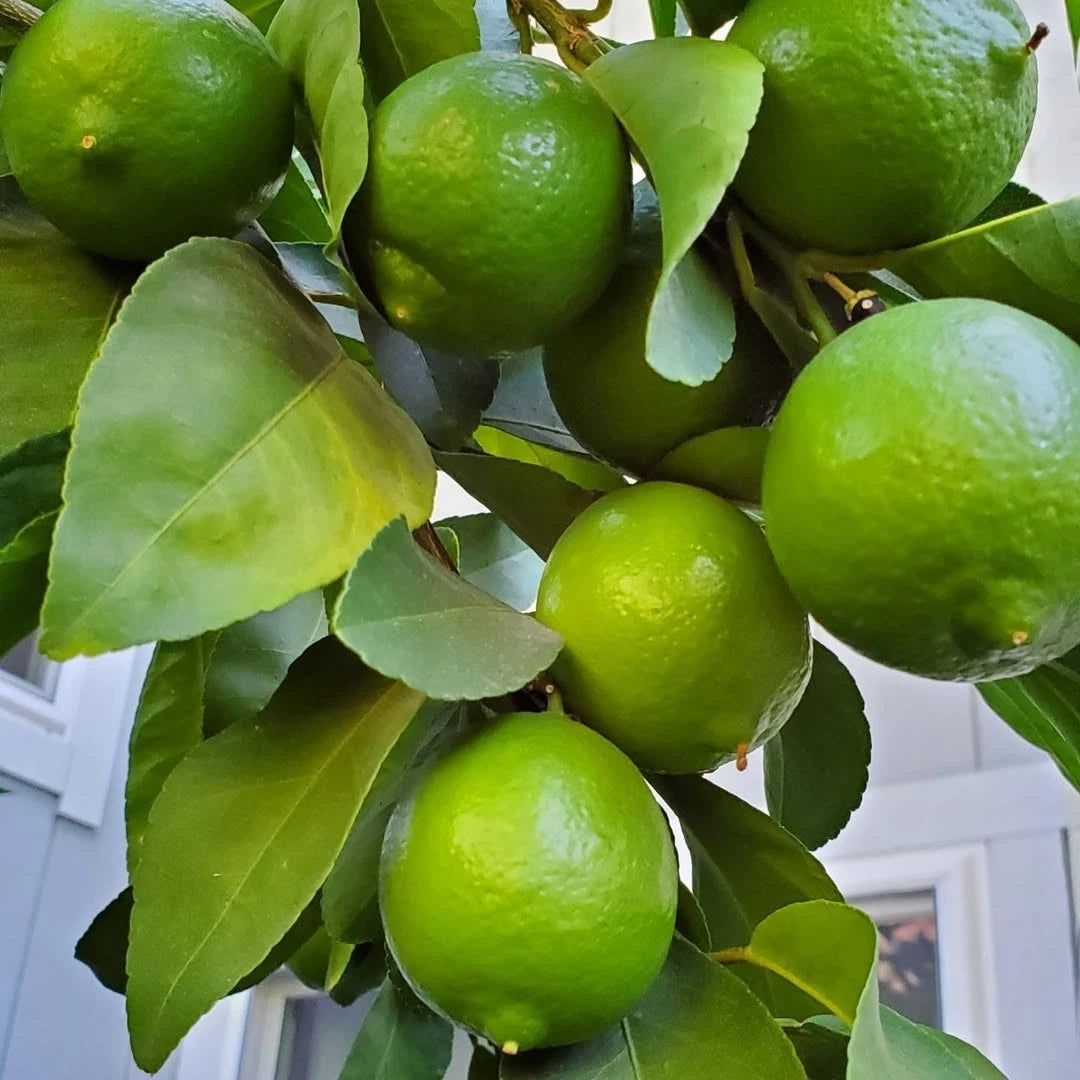 Mexican Key Lime Seeds (Citrus aurantiifolia) – 30+ Premium Fresh Citrus Seeds