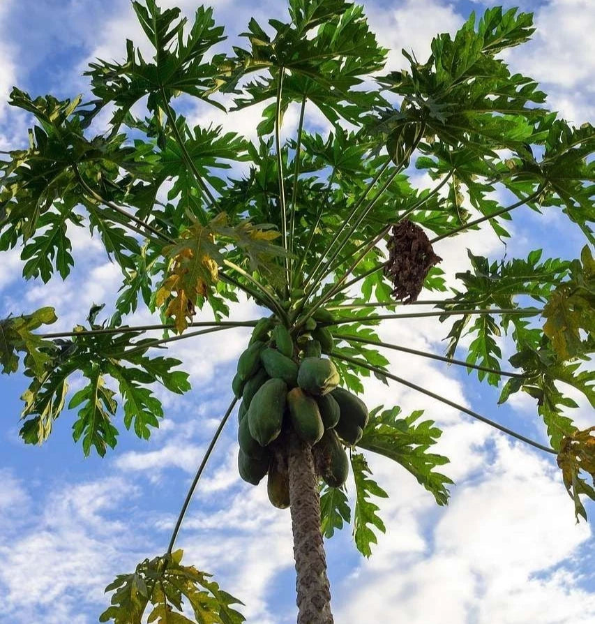 Red Sukma Papaya Seeds (Carica papaya 'Red Sukma') – 150+ Premium Fresh High-Yield Sweet Crimson Papaya Seeds