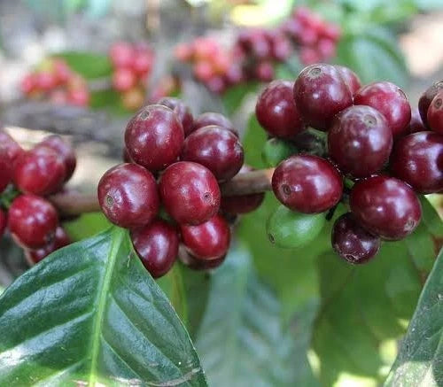 Typica Java Coffee Seeds (Coffea arabica var. Typica) – Premium Heirloom Indonesian Specialty Coffee Bean Seeds for Planting (100 Pcs)