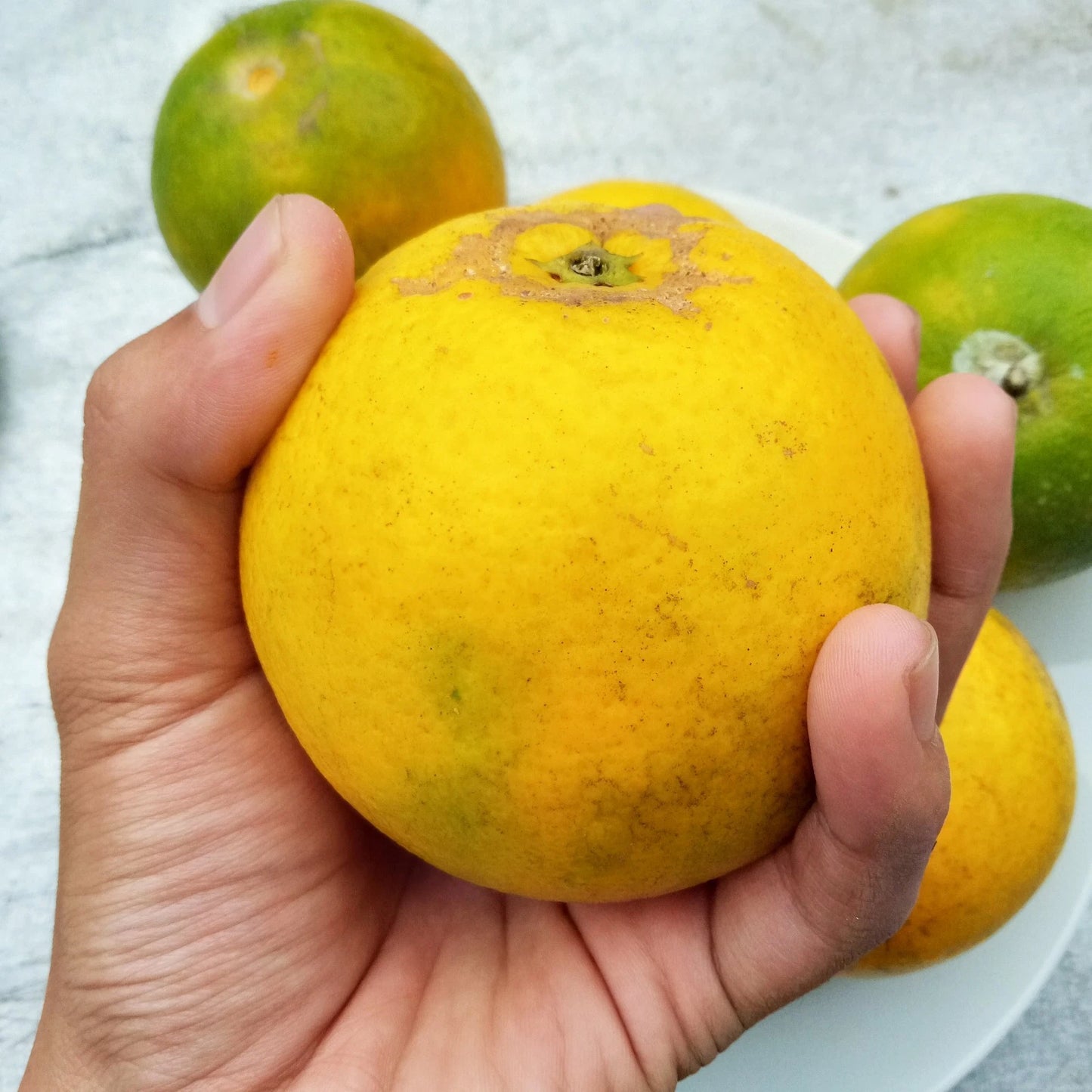 Baby Java Sunkist Seeds 100+ pcs (Citrus sinensis) – Premium Certified Sweet Orange Citrus Fruit Plant Seeds for Planting