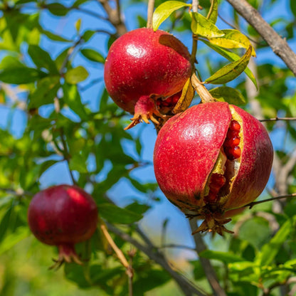 Wonderful Pomegranate Seeds (Punica granatum) – 100 Premium Red Grenadine Seeds
