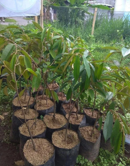 Rainbow Durian Fruit Tree - Grafted Rare Tropical Variety