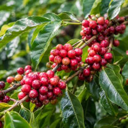 120+ Geisha Green Tip Coffee Seeds (Coffea arabica var. 'Gesha') – Premium Panama-Origin Heirloom Specialty Bean Tree Seeds for Planting