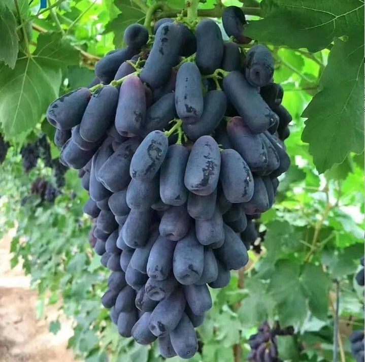 Sweet Sapphire Table Grape Seeds 2,000+ (Vitis vinifera 'Sweet Sapphire') – Bulk Exotic Long Finger Grapes & Climbing Fruit Vine Seeds for Planting