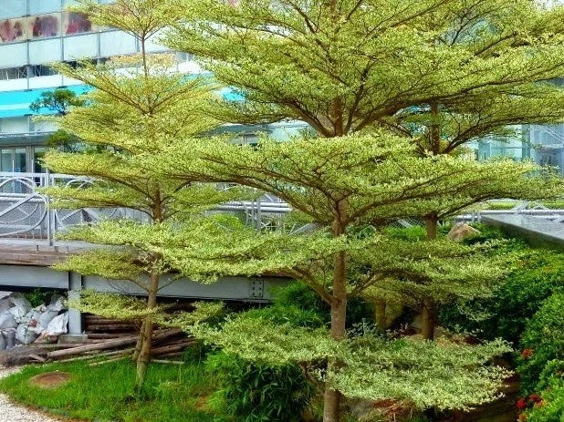 50+ Golden Terminalia Ketapang Kencana Seeds (Terminalia mantaly) - Premium Fast Growing Architectural Shade Tree Seeds