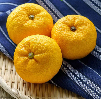 Yuzu Citrus Seeds (Citrus junos / 100+ Premium Japanese Yuzu Fruit Seeds) – Premium Exotic Botanical Specimen Plant Seeds for Planting