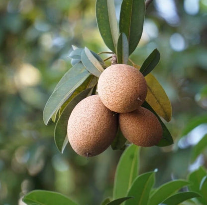 Kalipatti Sapodilla Seeds (Manilkara zapota 'Kalipatti') – 35+ Premium Rare Sweet Caramel Chikoo Seeds