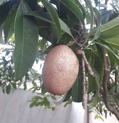 Molix Sapodilla Seeds (Manilkara zapota) – 35+ Premium Large Sweet Chikoo Seeds