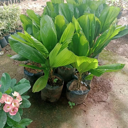 Licuala grandis - Rare Ruffled Fan Palm Tropical Plant