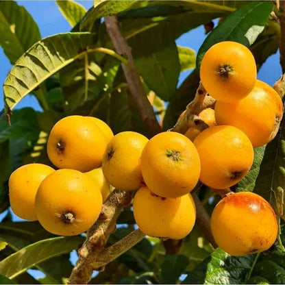 Grafted Yellow Lychee (Lengkeng Kuning) Seedling – Premium Tropical Fruit Tree