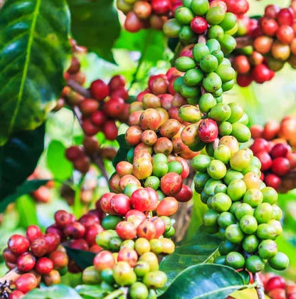 SL22 Coffee Seeds (Coffea arabica var. SL22) – Certified High-Yield Gourmet Coffee Bean Seeds for Planting (120 Pcs)