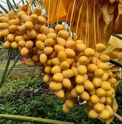 Shishi Date Palm Seeds (Phoenix dactylifera) – 35 Premium Arabian Golden-Honey Sweet Date Seeds