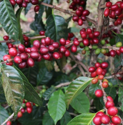 Geisha Brazilian Coffee Seeds (Coffea arabica) – 120+ Premium Certified Gesha Coffee Seeds for Planting