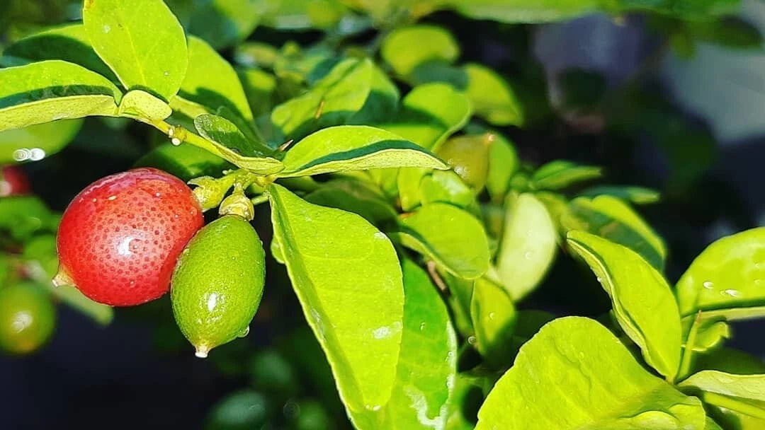 Lime Berry Bonsai Citrus Kingkit Seeds (Triphasia trifolia / 1000+ Premium Trifoliate Berry Fruit Seeds) – Premium Botanical Specimen Plant Seeds for Planting