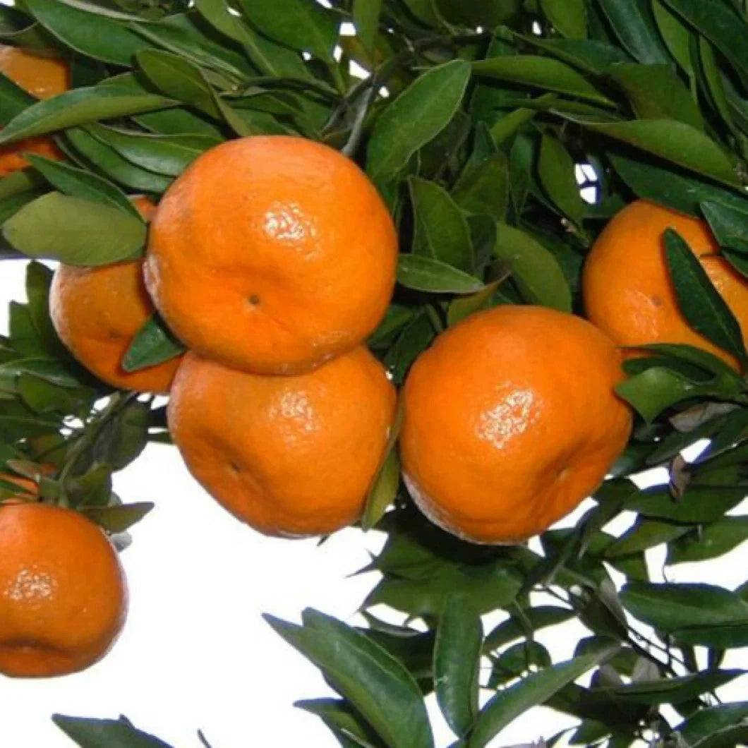 Ponkan Orange Seeds (Citrus reticulata / 100+ Premium Sweet Mandarin Orange Seeds) – Premium Exotic Botanical Specimen Plant Seeds for Planting
