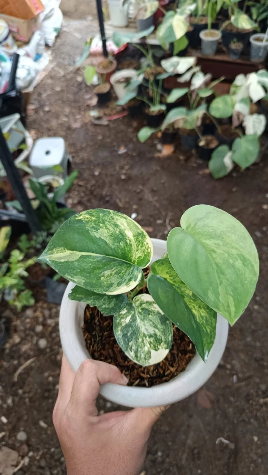 Stunning Scindapsus Jade Satin Variegated – Rare Tropical Indoor & Outdoor Plant