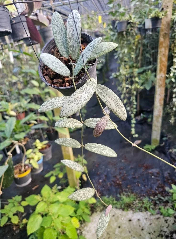 Stunning Hoya Sigillatis Silver – Rare Tropical Indoor & Outdoor Wax Plant