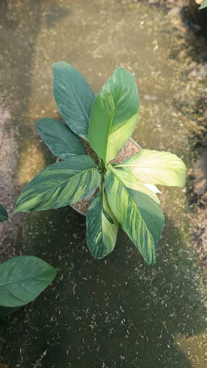 Spathiphyllum 'Sensation' Variegated – Rare Tropical Giant