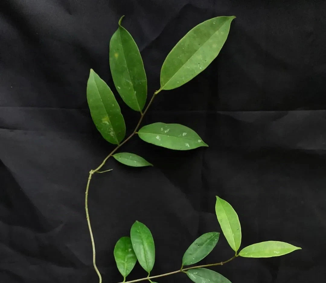 Hoya wallichii ssp. tenebrosa – Rare Exotic Tropical Wax Vine