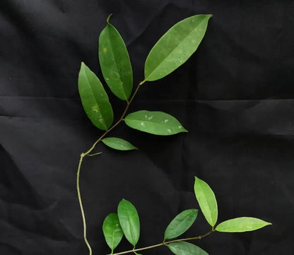 Hoya wallichii ssp. tenebrosa – Rare Exotic Tropical Wax Vine
