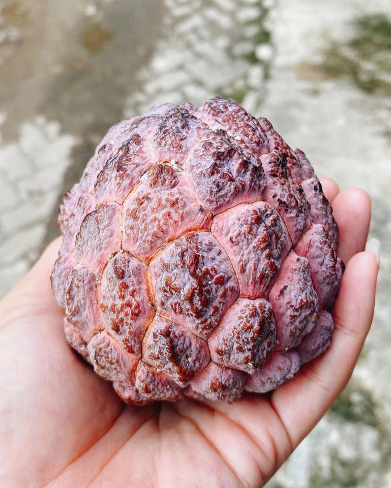 1,000+ Red Sugar Apple Seeds (Annona squamosa) | Rare Red Custard Apple | Tropical Fruit Tree