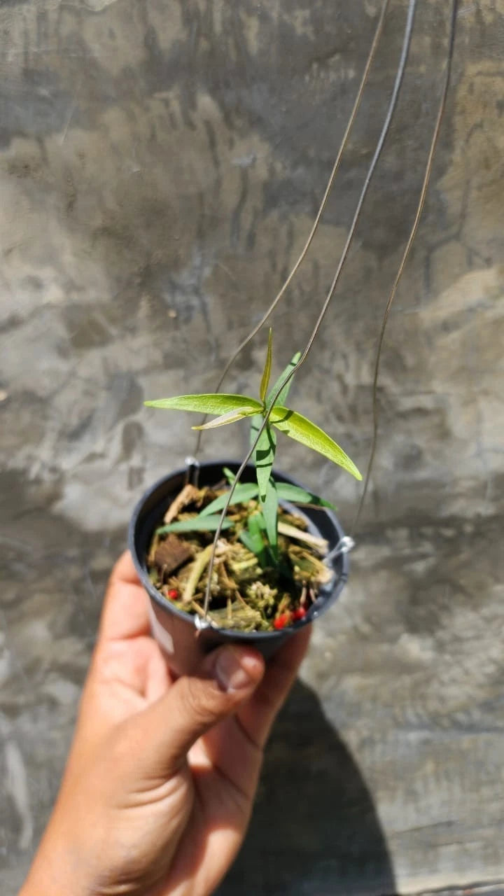 Rare Hoya aff. Oligantha Sp Papua - Premium Exotic Tropical Wax Plant Collector's Ivy