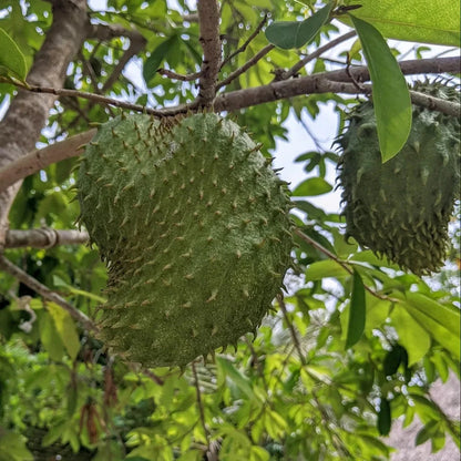 Guanabana Acida Soursop Seeds (Annona muricata 'Acida') – 100+ Premium Fresh Bold Tangy-Sweet Guanabana Acida Seeds