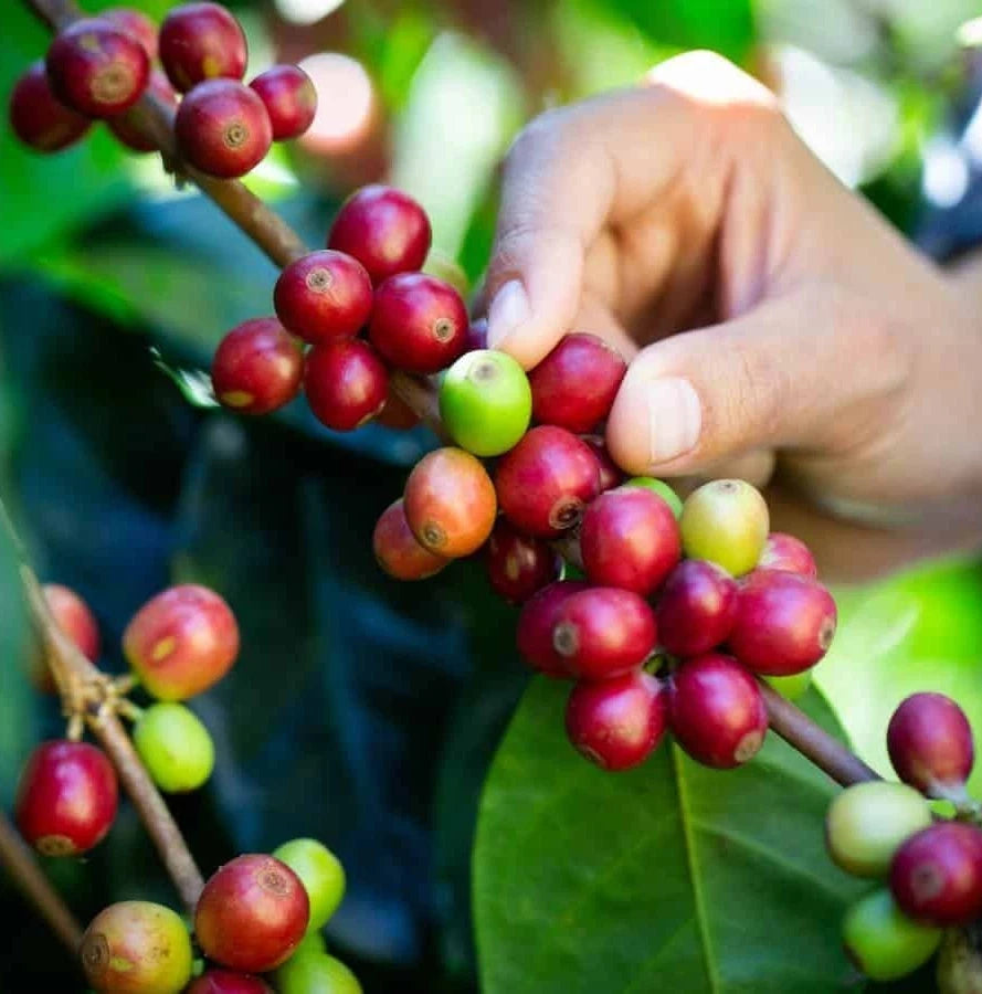 Fresh Pluma Hidalgo Coffee Seeds (Coffea arabica var. Pluma Hidalgo) – Certified Heirloom Mexican Arabica Coffee Bean Seeds for Planting (120 Pcs)