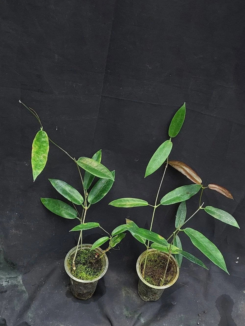 Hoya Archboldiana Rare Tropical Indoor Outdoor Wax Plant Seeds / Cuttings (Hoya archboldiana) – Premium Certified Giant Cup Waxflower Plant for Planting