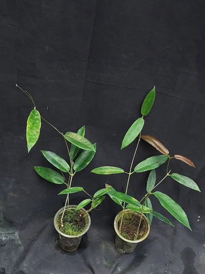 Hoya Archboldiana Rare Tropical Indoor Outdoor Wax Plant Seeds / Cuttings (Hoya archboldiana) – Premium Certified Giant Cup Waxflower Plant for Planting