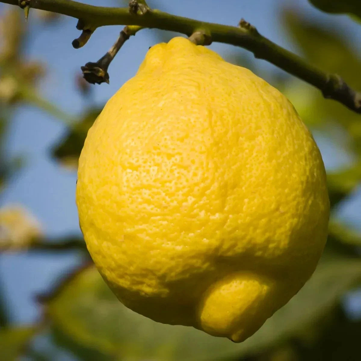 Ponderosa Lemon Seeds (Citrus × Ponderosa) – Certified Heirloom Giant Lemon Fruit Crop for Planting